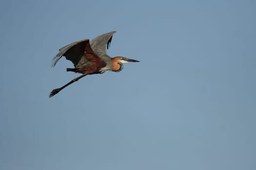 Goliath Heron flying over the Okavango Delta,Botswana