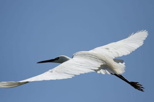 Little Egret (Egretta garzetta) in flight over the Okavango Delta,Botswana