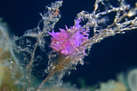 purple nematode snail