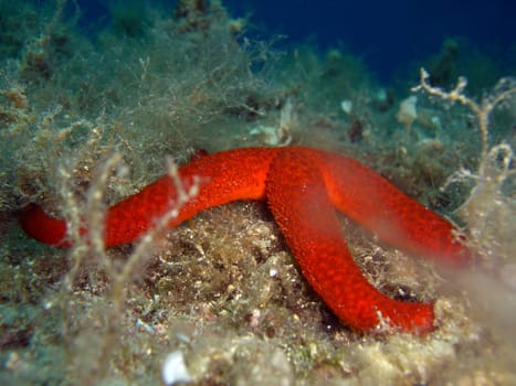 red starfish