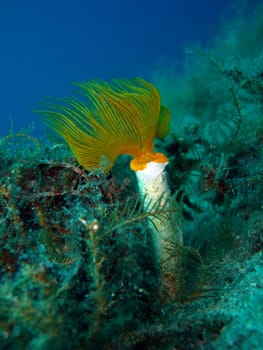 red tubeworm