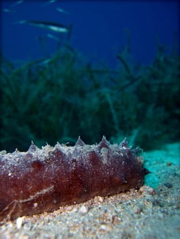 Sea roller