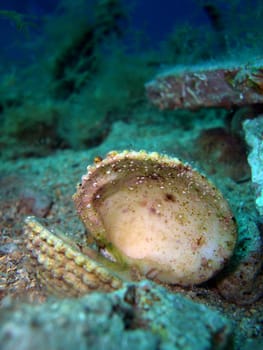 Cockle