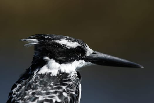 Greyfisher (Ceryle rudis) in the Okavango Delta,Botswana