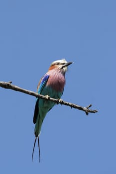 Roller (Coracias caudata) in the Okavango Delta,Botswana