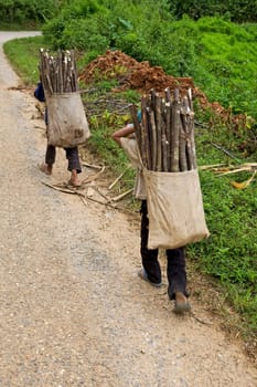 Child transporting firewood,Laos