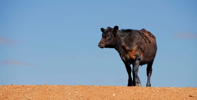 Cattle