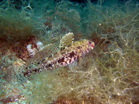 Bloodmouth Goby