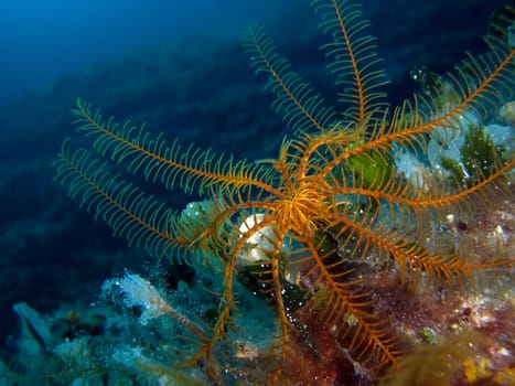 Mediterranean Hair Star