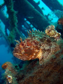 Scorpionfish