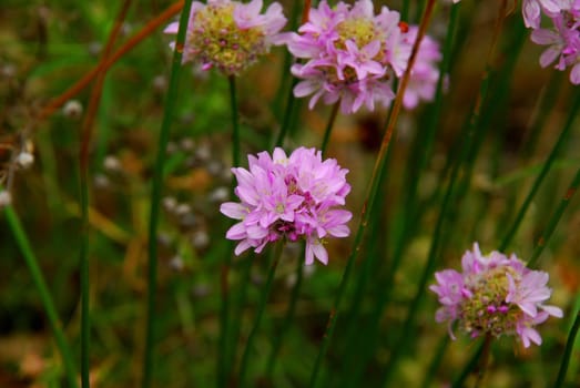 Sand Carnation