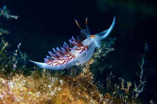 Slug