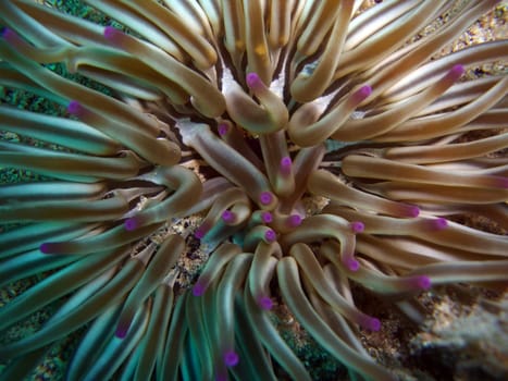 Sea anemone