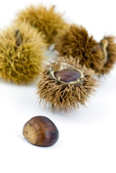 Ess - Chestnuts in October