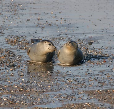 Seal twins on the beach (Heligoland)