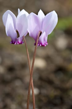 Cyclamen