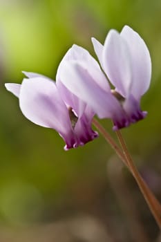 Cyclamen