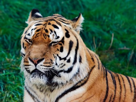old Siberian tiger