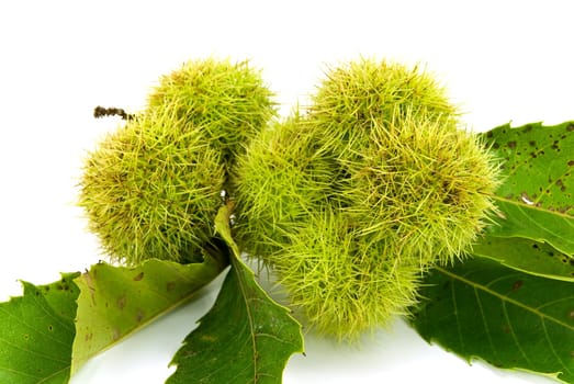Chestnuts