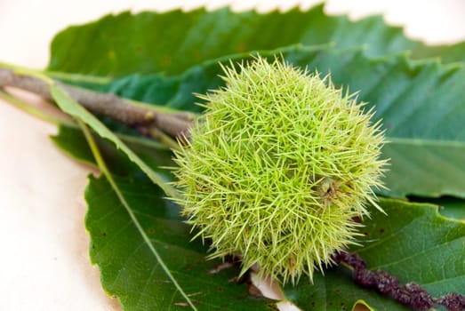 Chestnuts