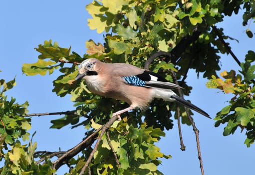 In the oak