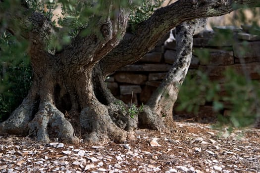 ancient olive tree