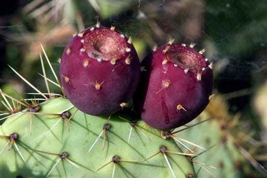 Prickly pear