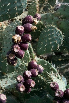 Prickly pear