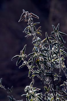 Flower backlit