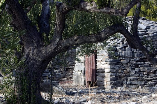 olive grove