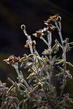 Herb backlit