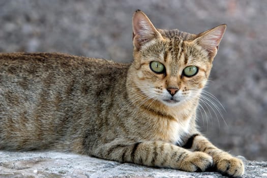 House Tiger