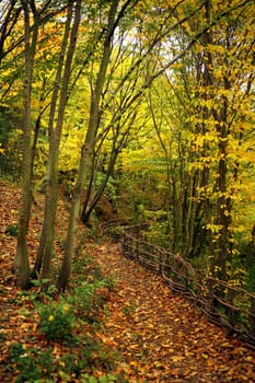 fall time in forest and colorful leaves