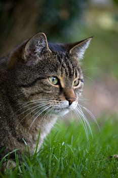 Observer