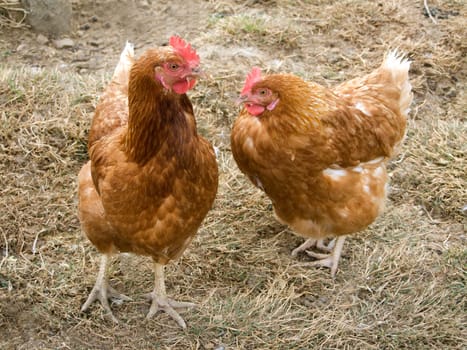 Chickens