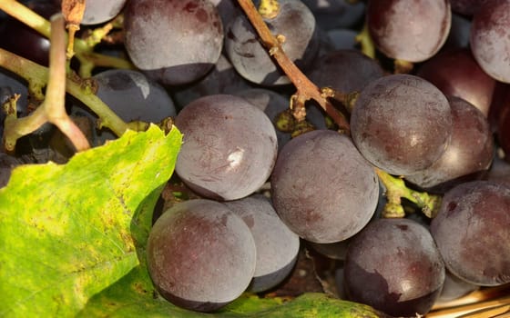 Blue grapes