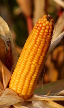 Corn
