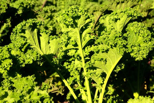 Kale plant