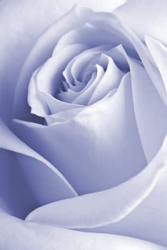 Detail of a rose