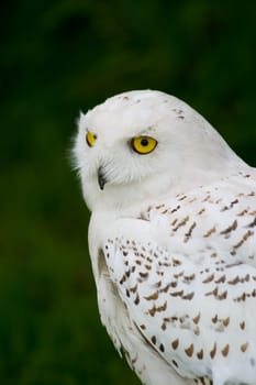 Snowy owl