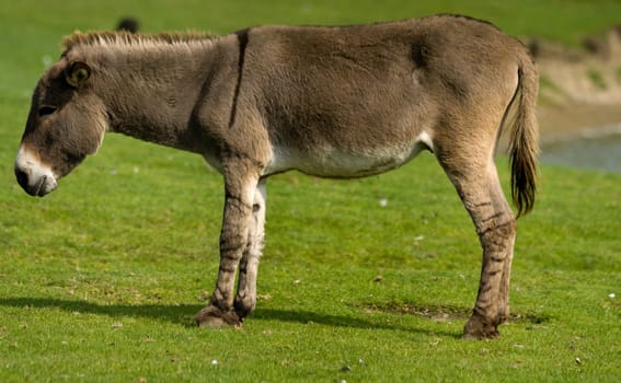 donkey
