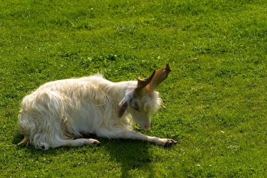 Girgentana Goat