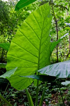 Leaf from the rainforest