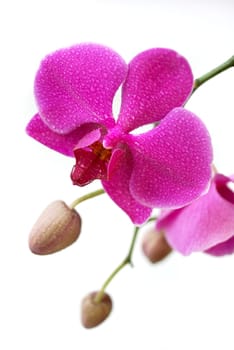 Pink Beauty