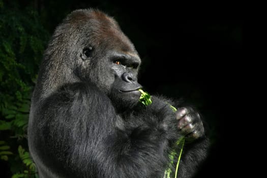 Silverback