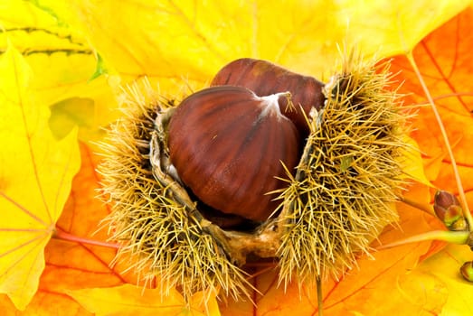 Eat Chestnuts -On Autumn Leaves