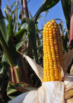 Corncob