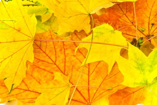 Autumn Leaves