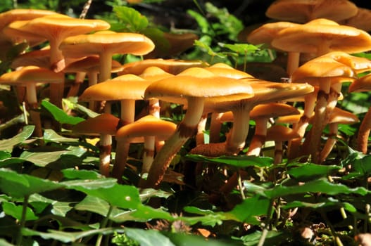 Fungi