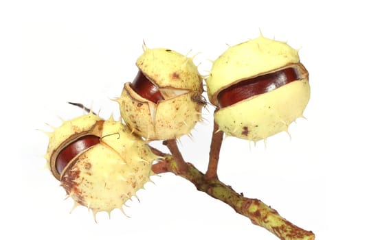 Chestnuts